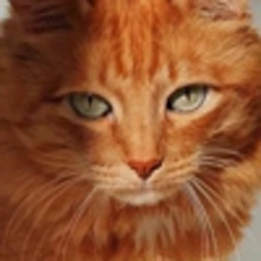 🤩 Эмодзи «Котиксы» для Telegram