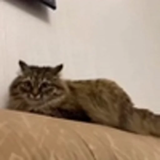 🤩 Эмодзи «Котиксы» для Telegram