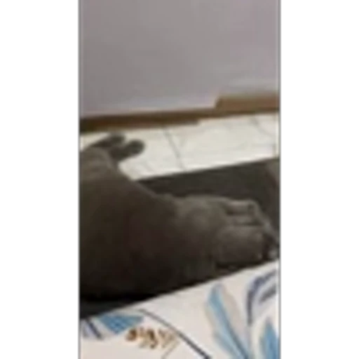 🤩 Эмодзи «Котиксы» для Telegram