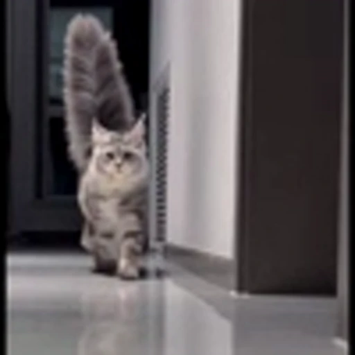 🤩 Эмодзи «Котиксы» для Telegram