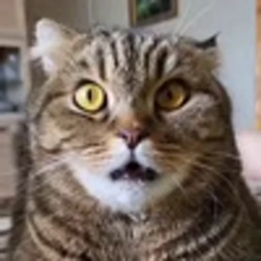 🤩 Эмодзи «Котиксы» для Telegram