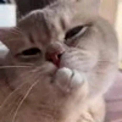 🤩 Эмодзи «Котиксы» для Telegram