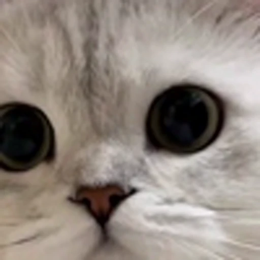 🤩 Эмодзи «Котиксы» для Telegram