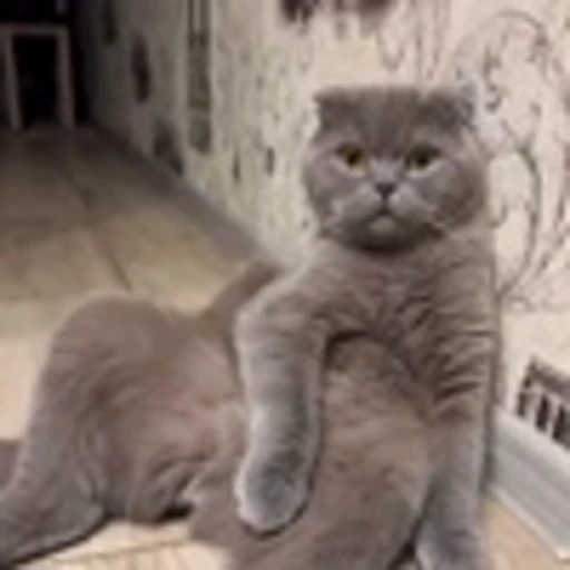 🤩 Эмодзи «Котиксы» для Telegram