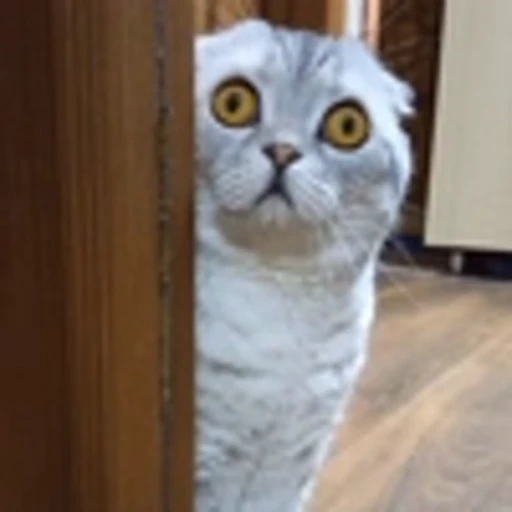 🤩 Эмодзи «Котиксы» для Telegram