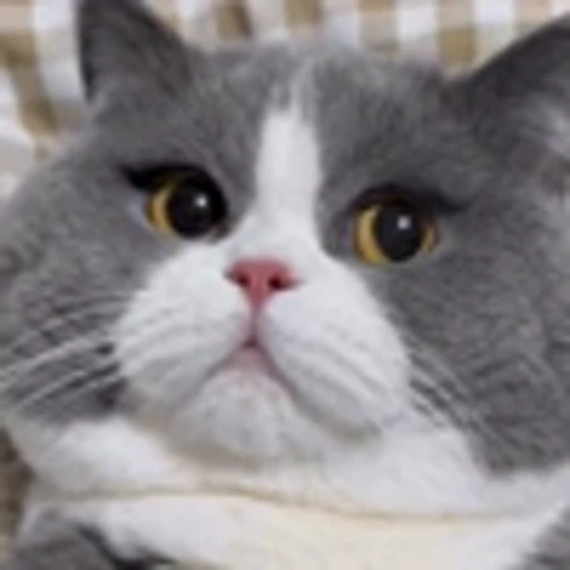 🤩 Эмодзи «Котиксы» для Telegram