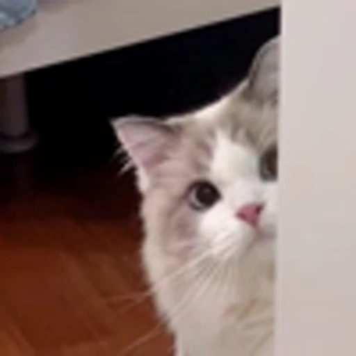 🤩 Эмодзи «Котиксы» для Telegram