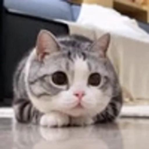 🤩 Эмодзи «Котиксы» для Telegram