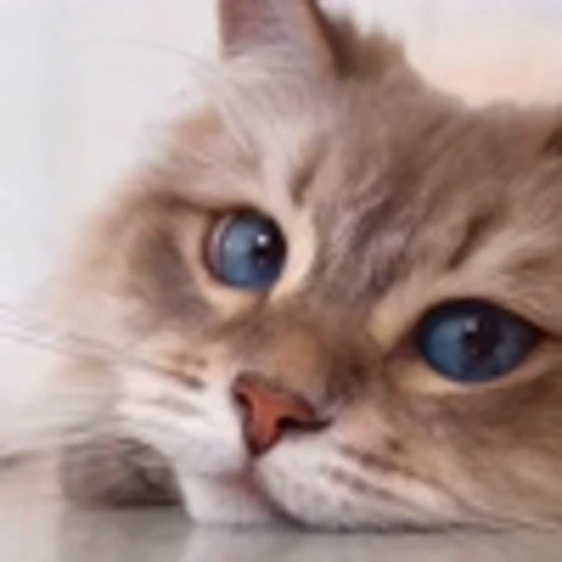 🤩 Эмодзи «Котиксы» для Telegram