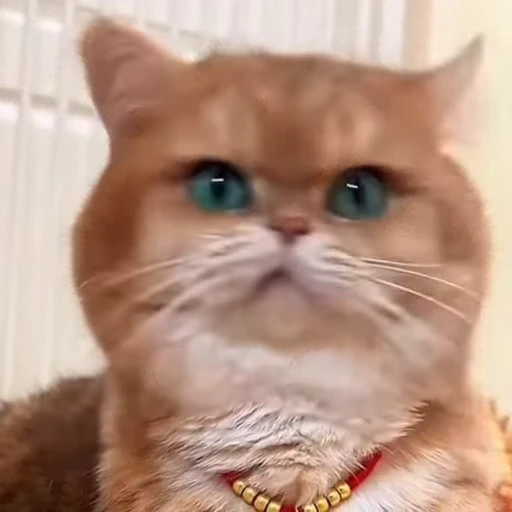 Стикерпак Котиксы для Telegram — скачать