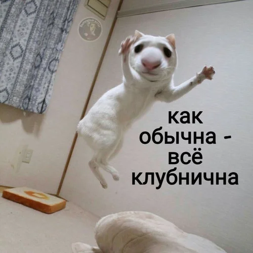 🍓 Стикер «Cvcv» для Telegram