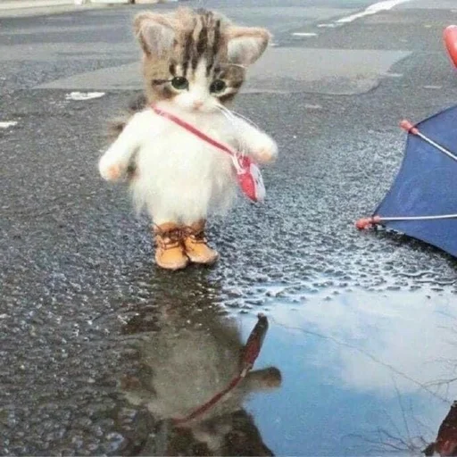 ☔️ Стикер «Cvcv» для Telegram
