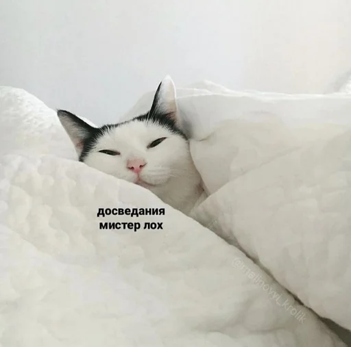 🙂 Стикер «Cvcv» для Telegram