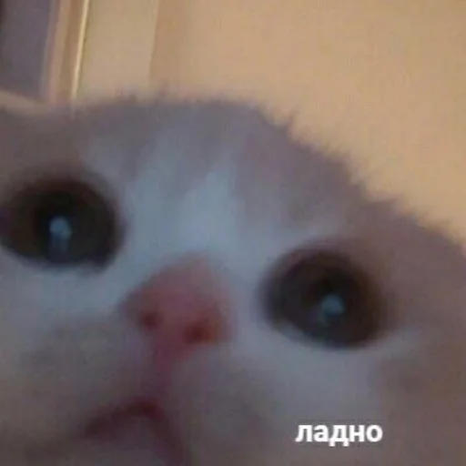 😾 Стикер «Cvcv» для Telegram