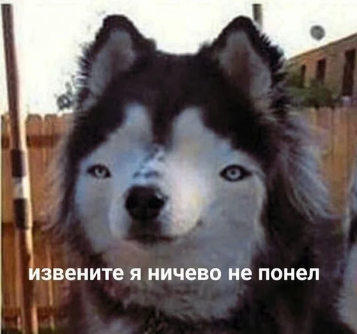 🐶 Стикер «Cvcv» для Telegram