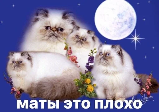 ☕️ Стикер «Cvcv» для Telegram