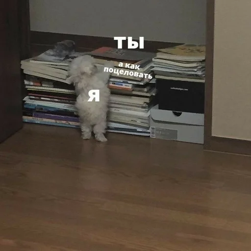 🐱 Стикер «Cvcv» для Telegram