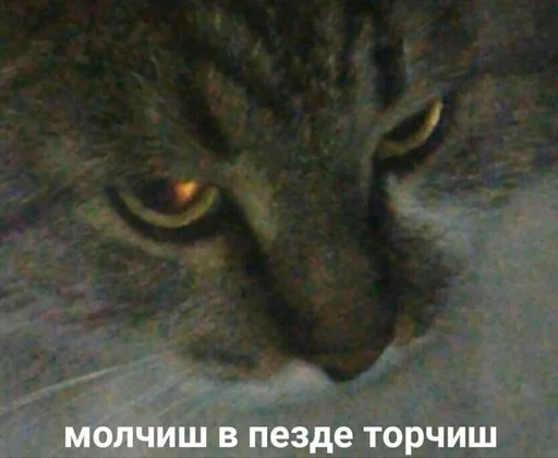 😼 Стикер «Cvcv» для Telegram