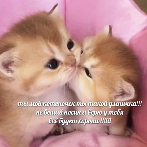 🧚‍♀️ Стикер «Cvcv» для Telegram