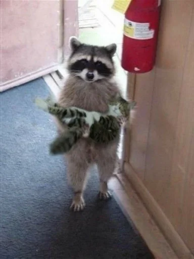 🦝 Стикер «Cvcv» для Telegram