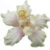 🤩 Эмодзи «Garden» для Telegram