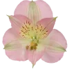 🤩 Эмодзи «Garden» для Telegram