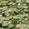 🤩 Эмодзи «Garden» для Telegram
