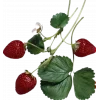 🤩 Эмодзи «Garden» для Telegram