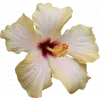 🤩 Эмодзи «Garden» для Telegram