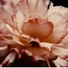 🤩 Эмодзи «Garden» для Telegram