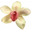🤩 Эмодзи «Garden» для Telegram