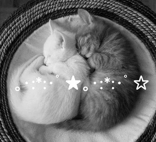 😌 Стикер «couldy cat могучий кот» для Telegram
