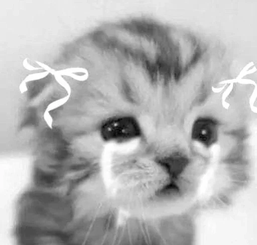 😮‍💨 Стикер «couldy cat могучий кот» для Telegram