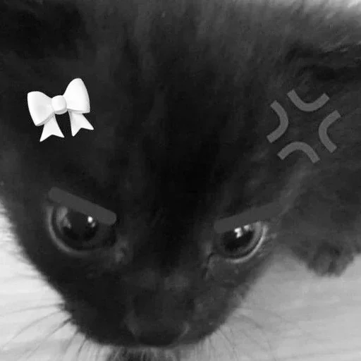 😒 Стикер «couldy cat могучий кот» для Telegram
