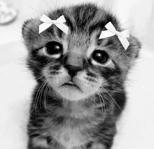 👋 Стикер «couldy cat могучий кот» для Telegram