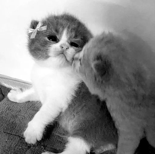 🖤 Стикер «couldy cat могучий кот» для Telegram