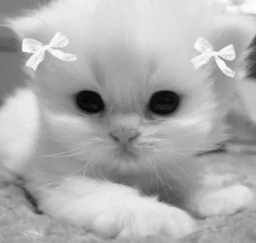 😏 Стикер «couldy cat могучий кот» для Telegram