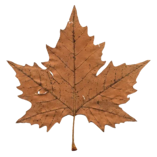 🍁 Стикер «cozy_aesthetic» для Telegram