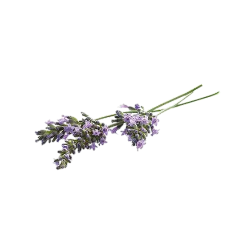 🌸 Стикер «cozy_aesthetic» для Telegram