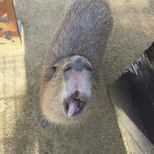 😃 Стикер «Capybara&;s world» для Telegram