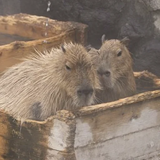 🤔 Стикер «Capybara&;s world» для Telegram
