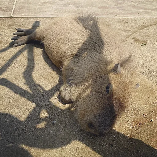 😕 Стикер «Capybara&;s world» для Telegram