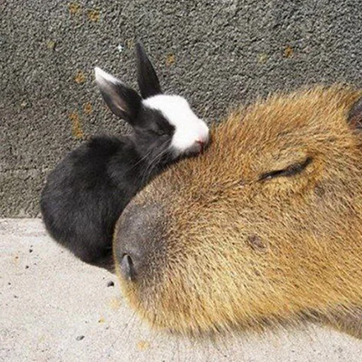 ❤️ Стикер «Capybara&;s world» для Telegram