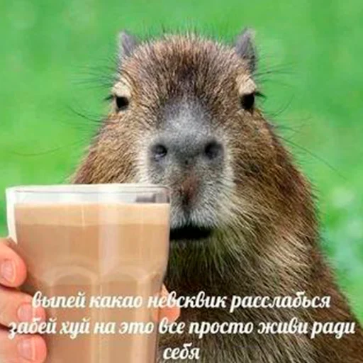 ☕️ Стикер «Capybara&;s world» для Telegram