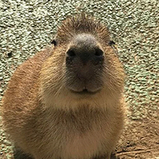 ☺️ Стикер «Capybara&;s world» для Telegram