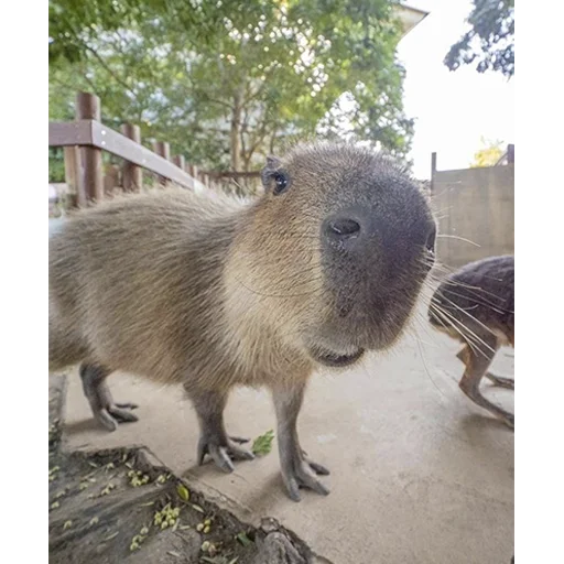 🙂 Стикер «Capybara&;s world» для Telegram