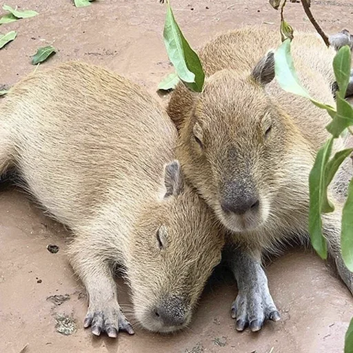❤️ Стикер «Capybara&;s world» для Telegram