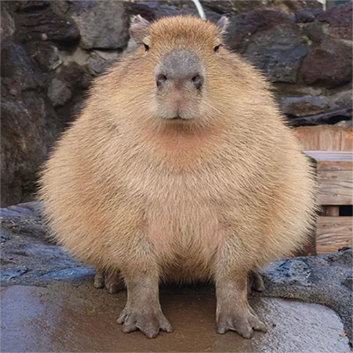 🥵 Стикер «Capybara&;s world» для Telegram