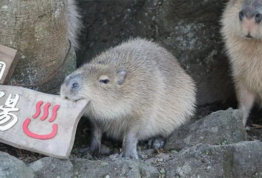 😡 Стикер «Capybara&;s world» для Telegram