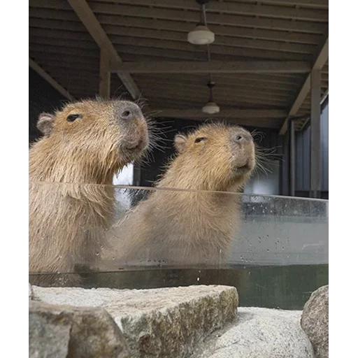 😌 Стикер «Capybara&;s world» для Telegram